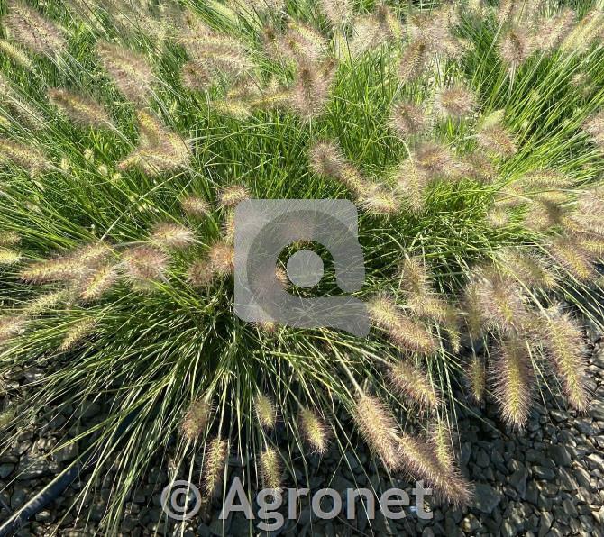 Pennisetum ‘Little Bunny’ perjanka