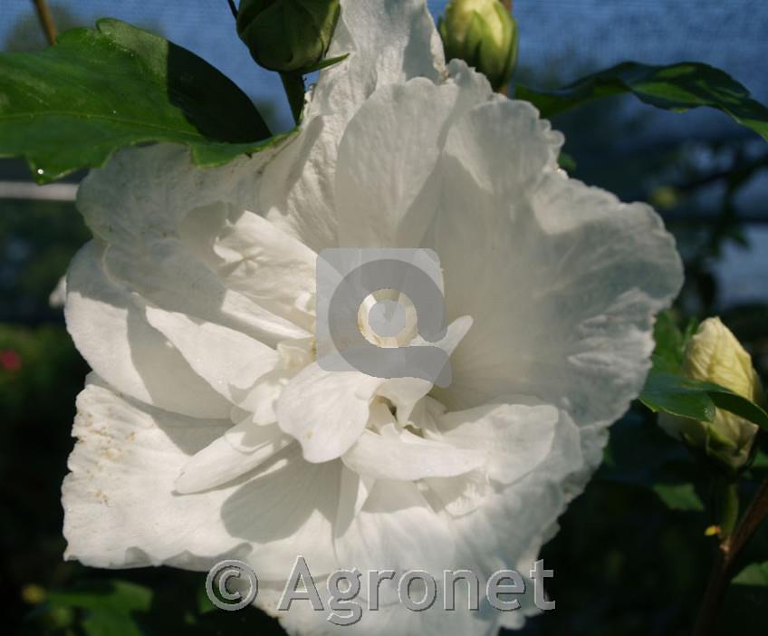 Hibiskus White Chiffon