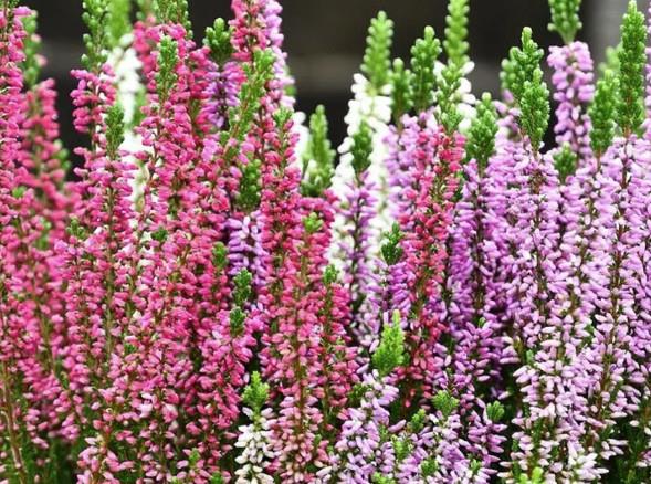 Calluna Garden Girls Tris