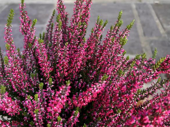 Calluna Garden Girls