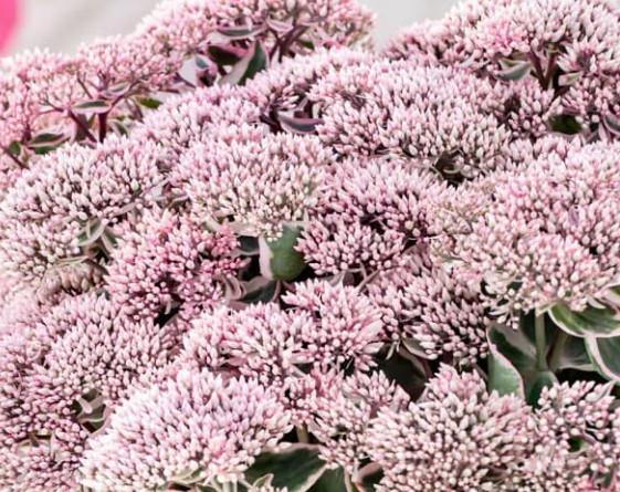 Sedum telephium La Vie en Rose 11