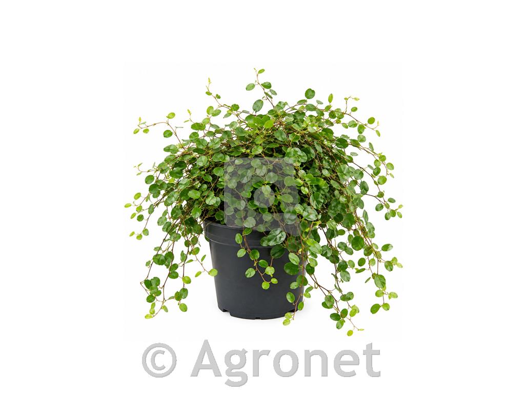 Muehlenbeckia australis