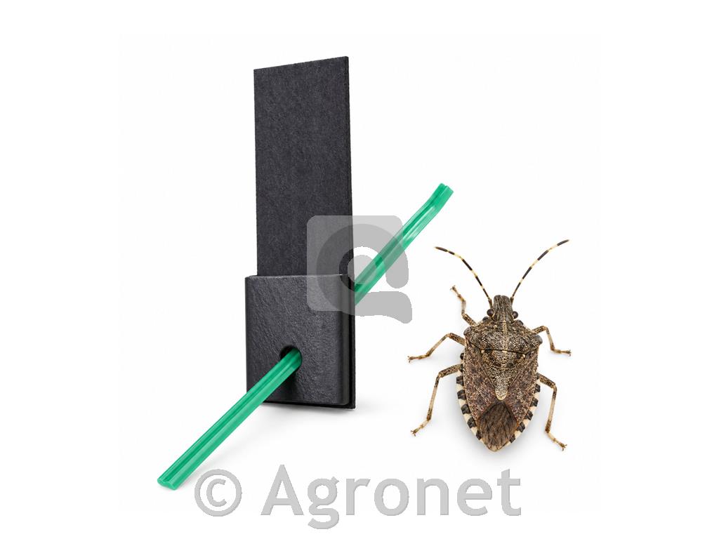 Feromon za vabo marmorirane smrdljivke
