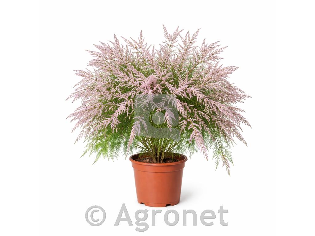 Tamarisk (Tamarix tetrandra)