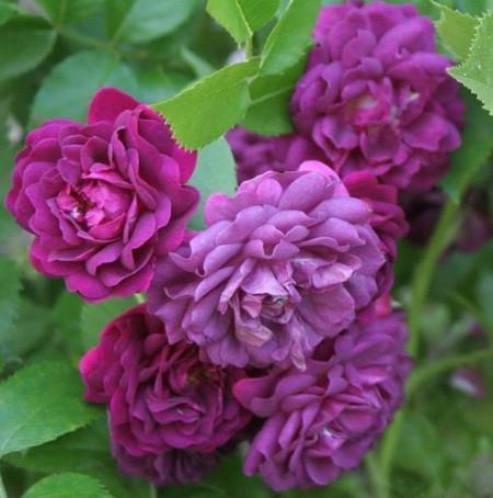 Vrtnica vzpenjalka Blue Magenta