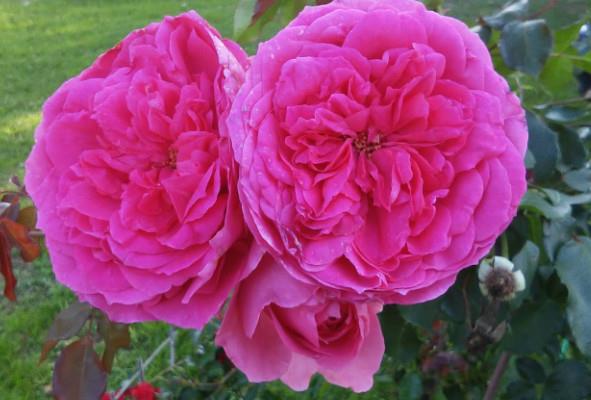 Vrtnica vzpenjavka Parade