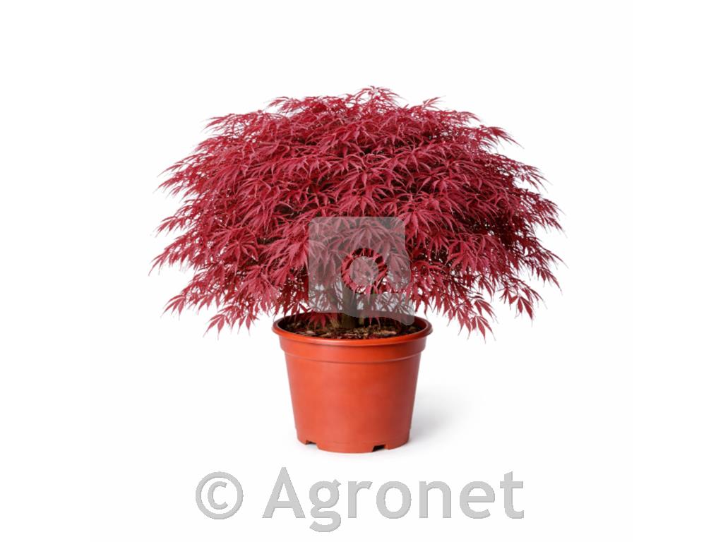 Javor Acer palmatum ‘Inaba Shidare’