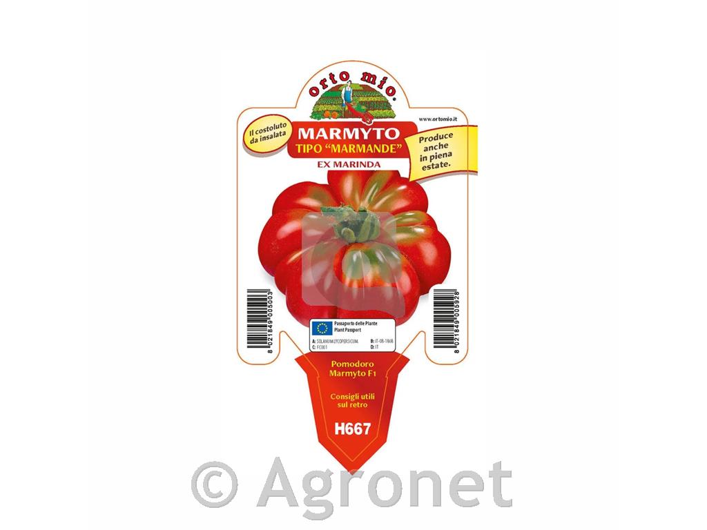 Paradižnik rebrasti Marmyto F1