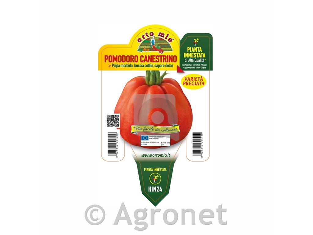 Paradižnik rebrast Canestrino F1