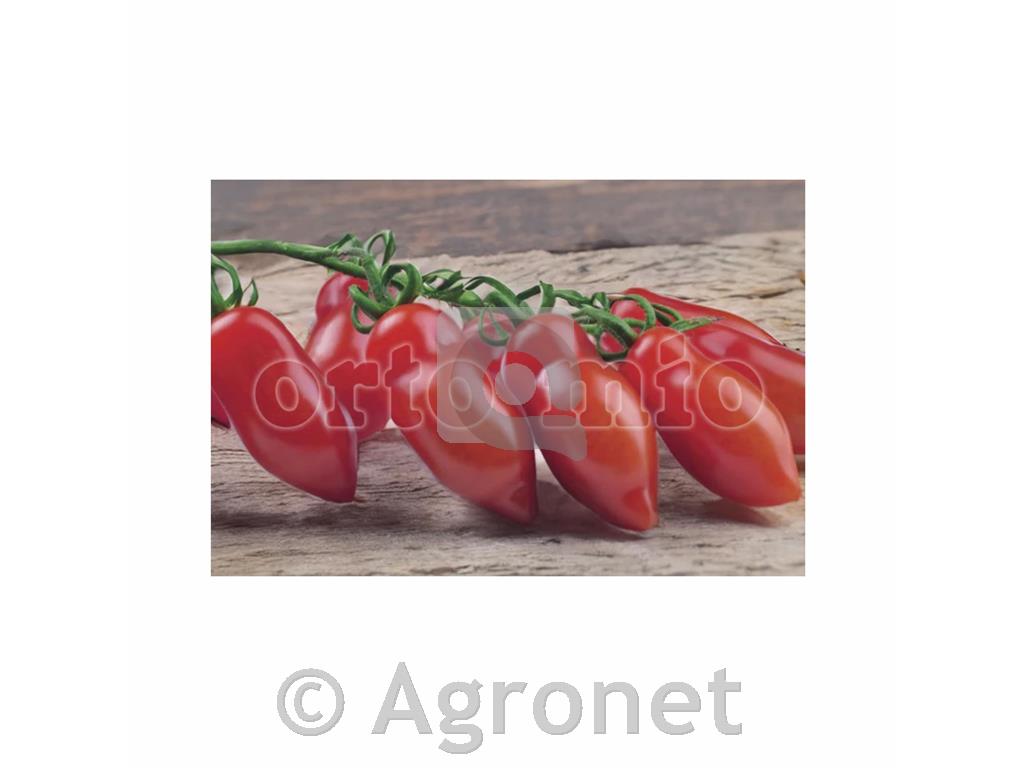 Paradižnik mini pelat Marzello F1, 1 kos