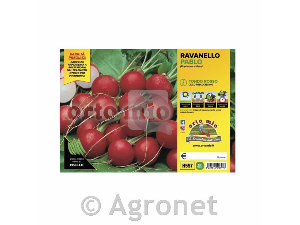Redkvica okrogla rdeča Pablo, 12 kos