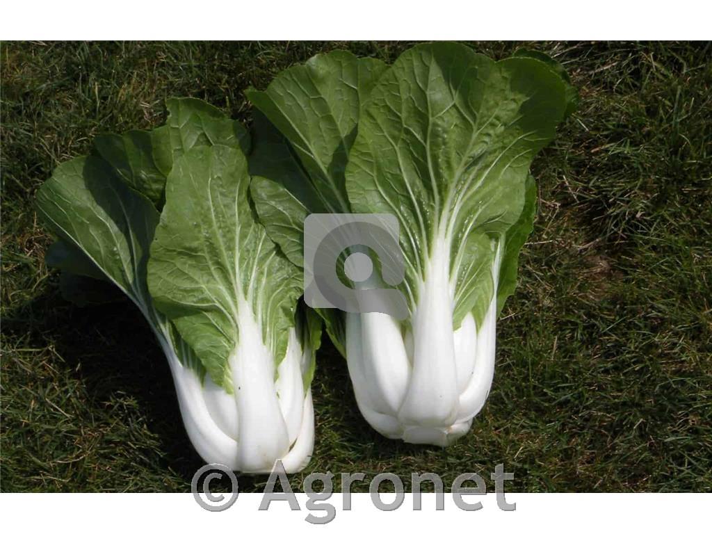 Pak choi Bopak F1, 9 kos