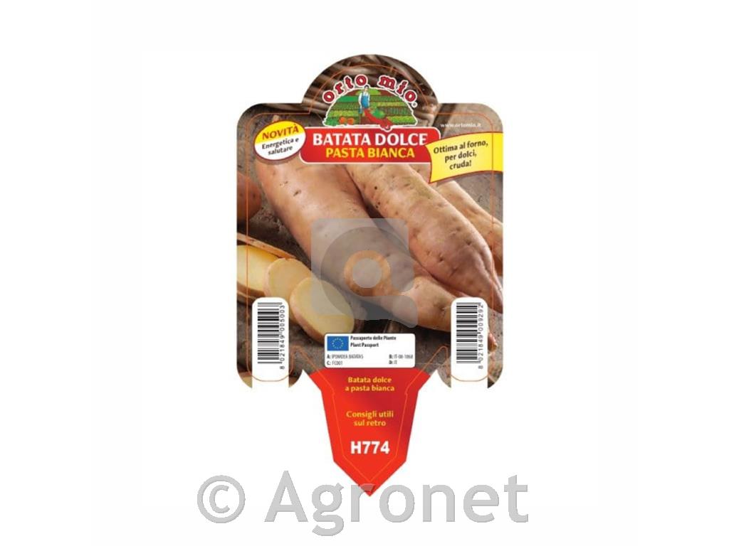 Beli sladki krompir Bonita 1 kos