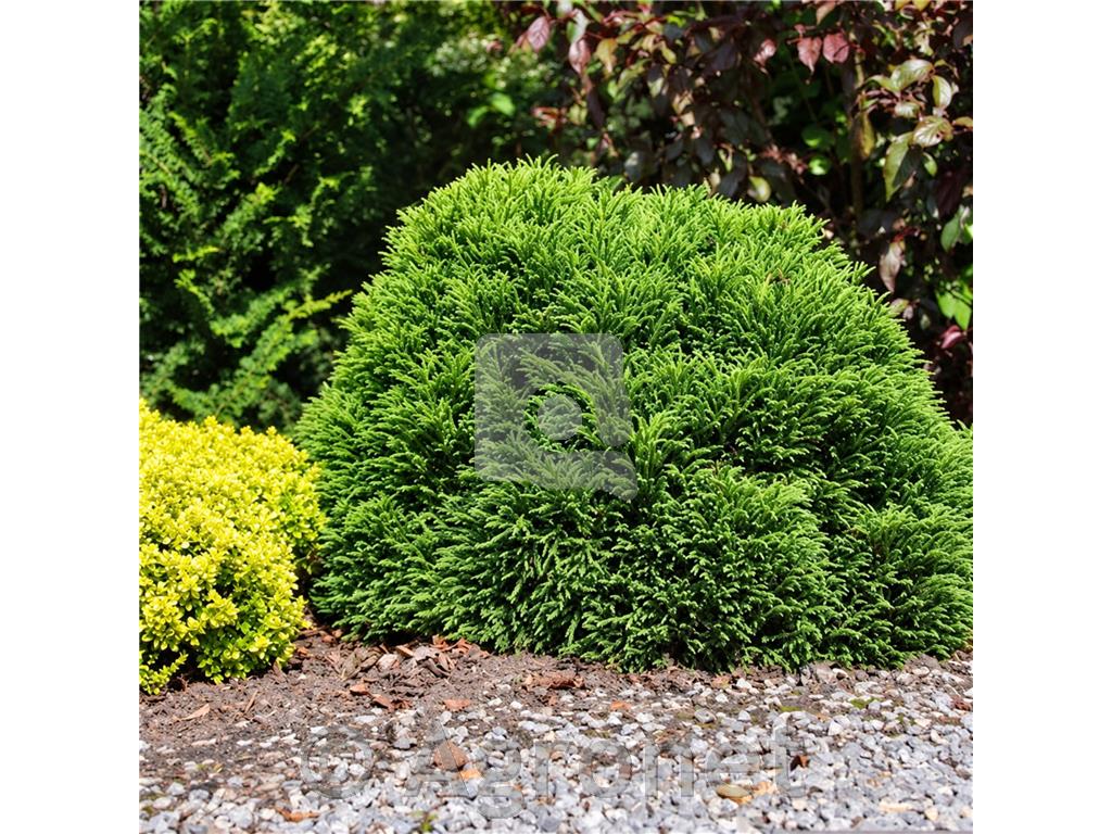 Kriptomerija, Cryptomeria japonica
