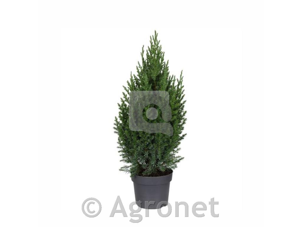 Juniperus chinensis Stricta, Kitajski brin