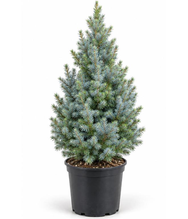 Picea Glauca Sanders Blue c 3 50/60