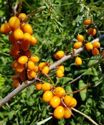Ribez Friesdorfer Orange