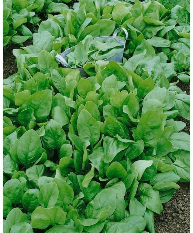 Špinača Gigante de Invierno 50 g