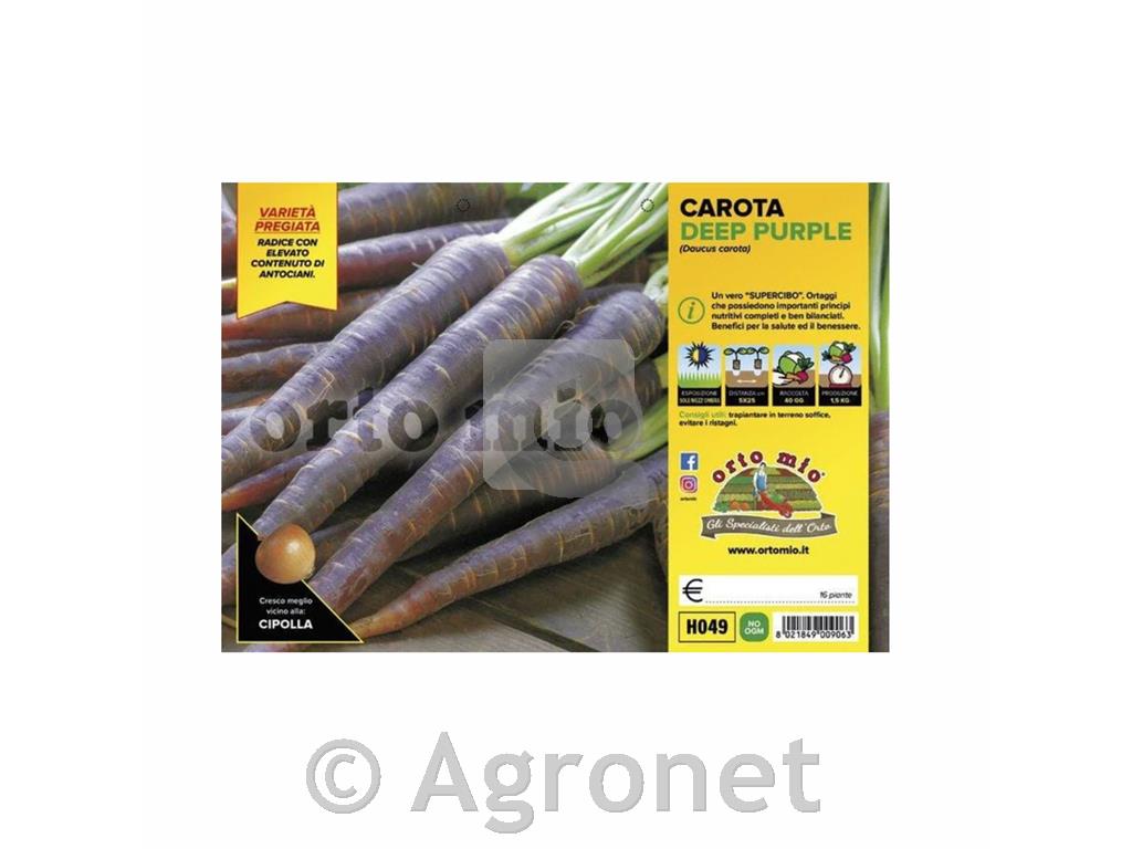 Korenje Deep Purple F1, 12 kos