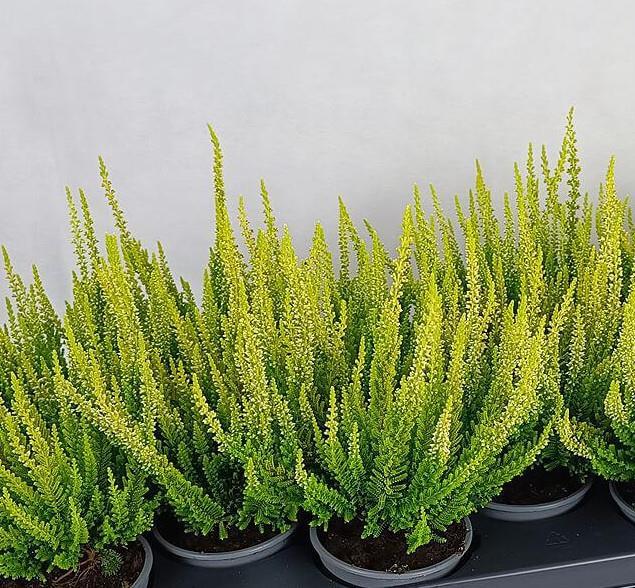 Calluna Beauty Ladies 9,5 rumena