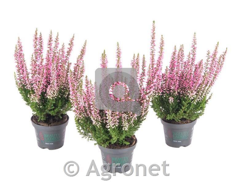 Calluna Beauty Ladies 6 pink