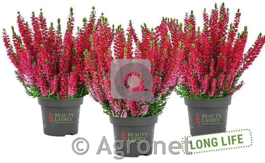 Calluna Beauty Ladies 9,5 rdeča