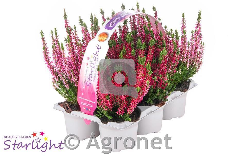 Calluna Beauty Ladies Milca 9 6-pack