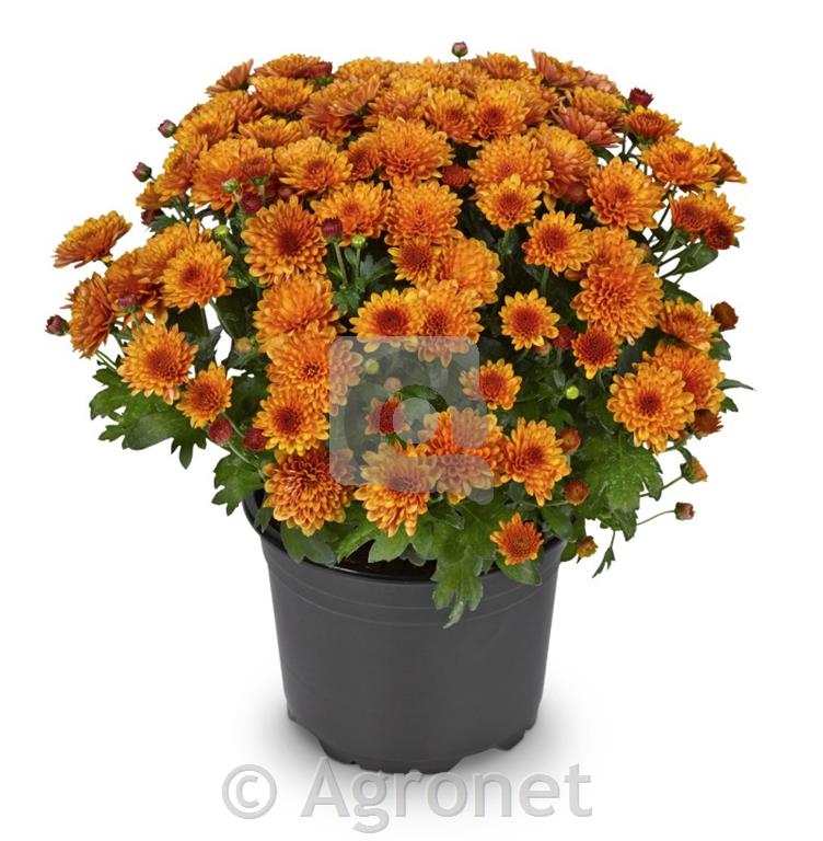 Krizantema fi23 MULTIFLORA