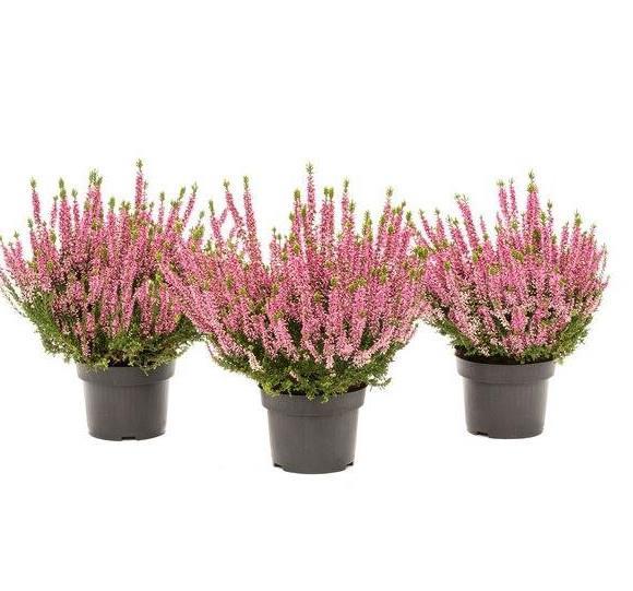Calluna Beauty Ladies 9,5 pink