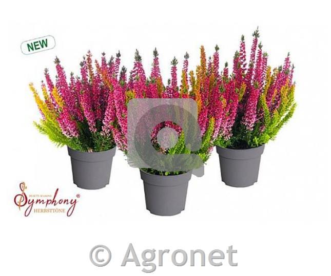 Calluna Beauty Ladies Symphony 12
