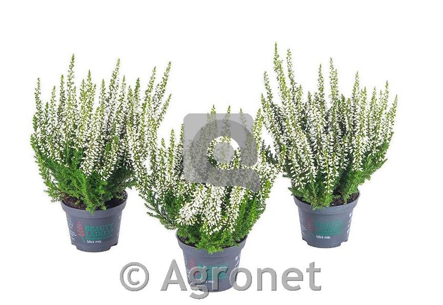 Calluna Beauty Ladies 6 bela
