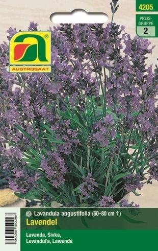 Sivka Lavendel, trajnica