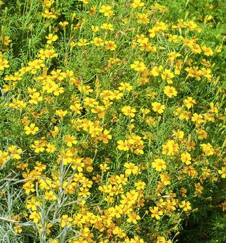 Žametnica, Tagetes lemon Merlino BIO 1g