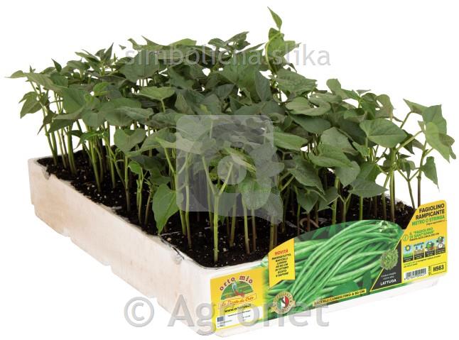 Fižol nizki Minosse, 24 kos