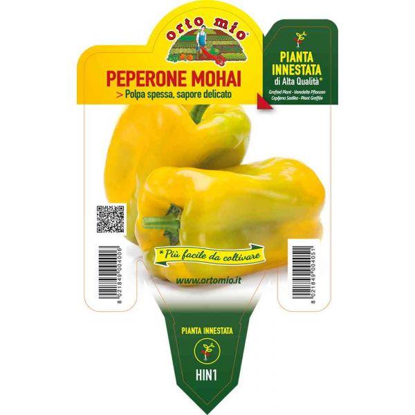 Paprika cepljena rumena Mohai F1, 1 kos