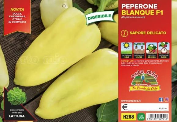 Paprika Blanque F1, 6/1 kos