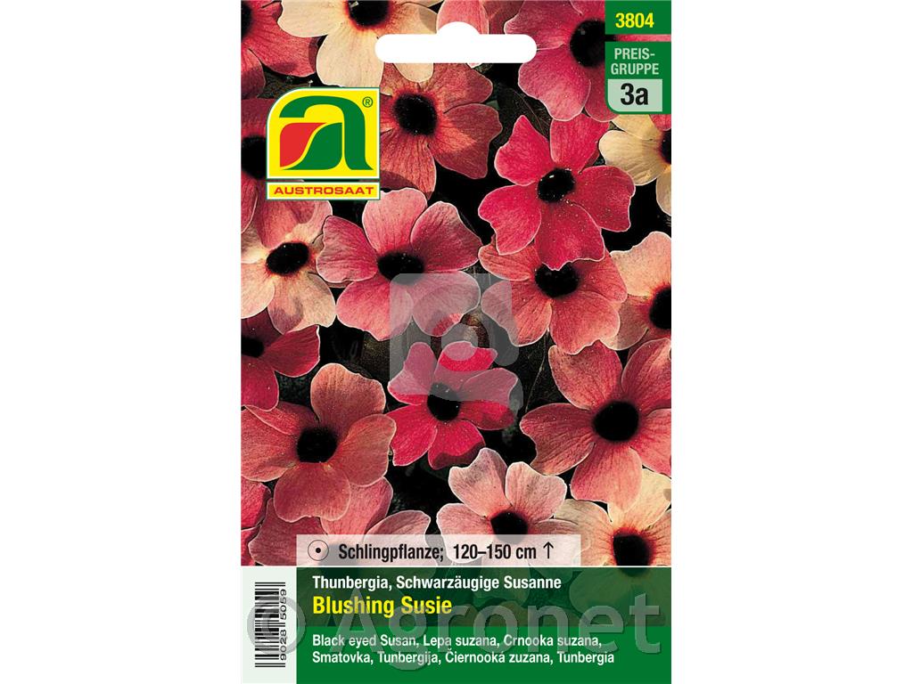 Thunbergia alata Suzana 5g