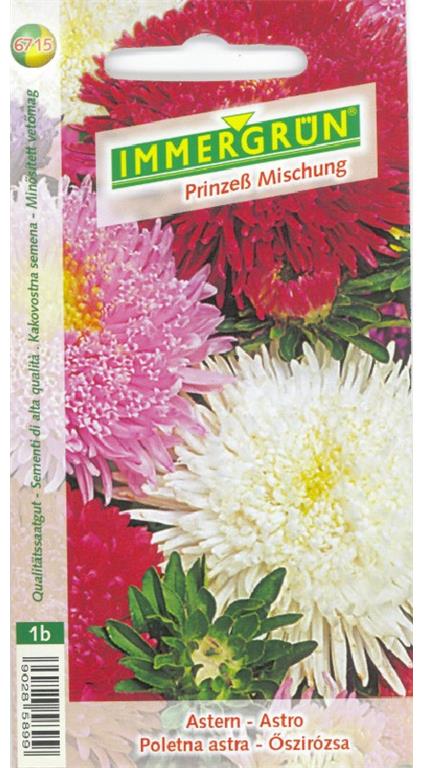 Poletna Astra Princess, poln cvet 5g