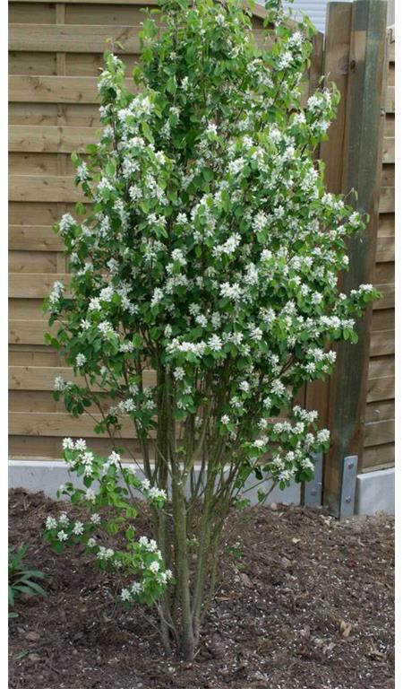 Šmarna hrušica Obelisk