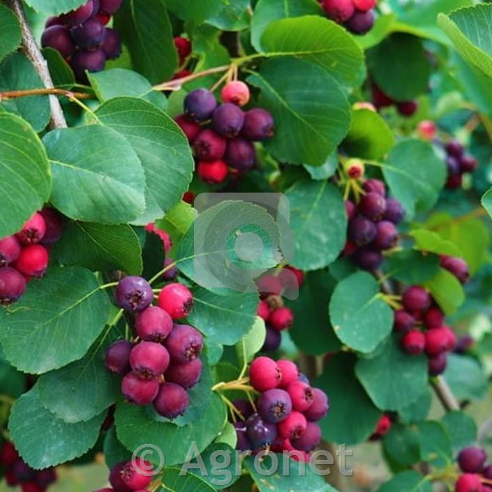 Šmarna hrušica Thiessen