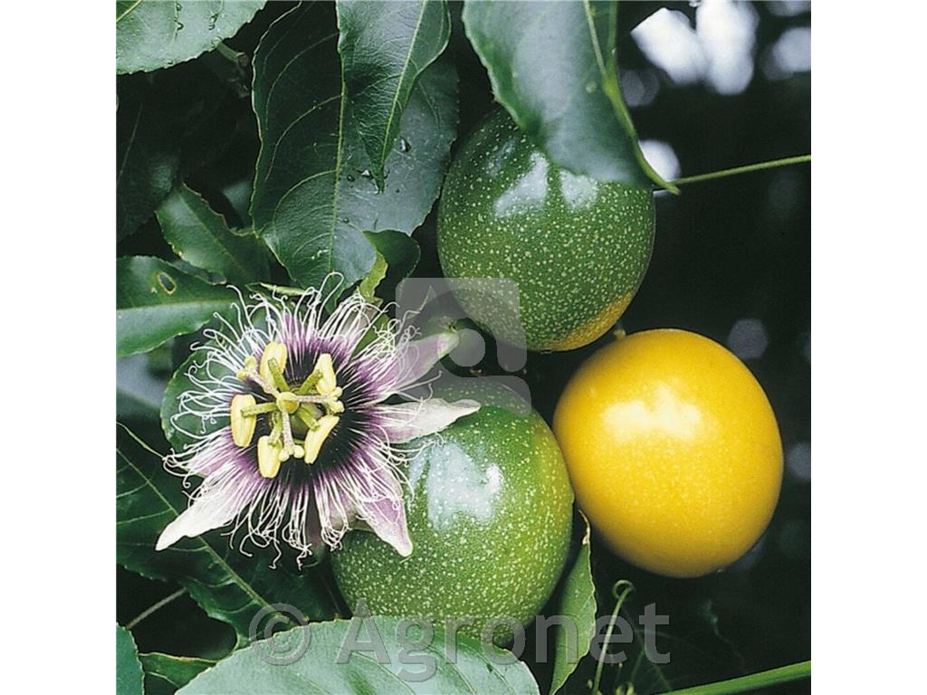 Pasijonka Passiflora