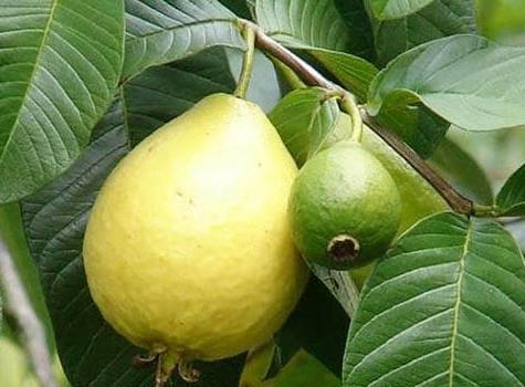 Rumena guava (Psidium lucidum)