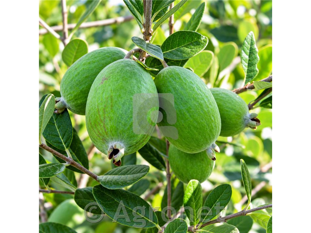 Feijoa Unique