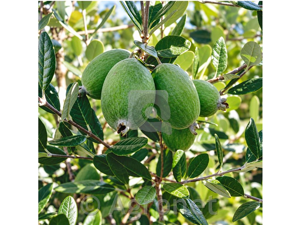Feijoa Apollo