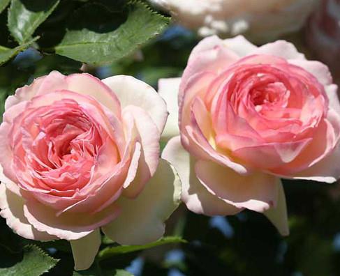 Vrtnica grmasta Eden Rose