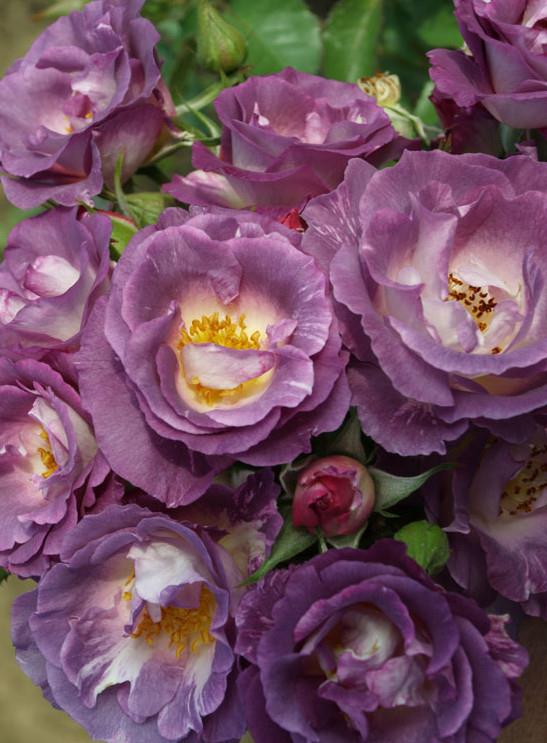 Vrtnica floribunda Blue for You