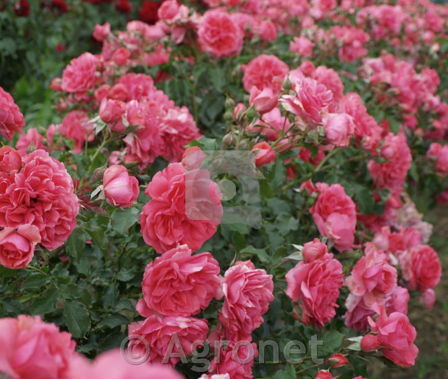 Stebelna vrtnica Rosarium Uetersen