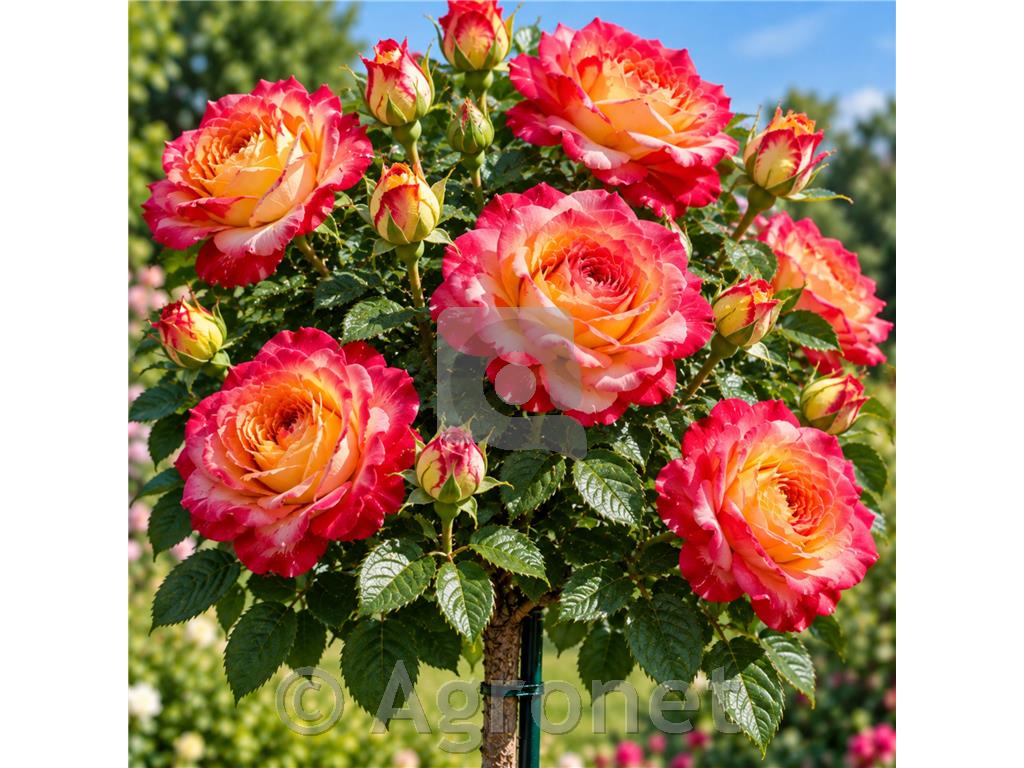 Vrtnica stebelna 'Summer of Love'