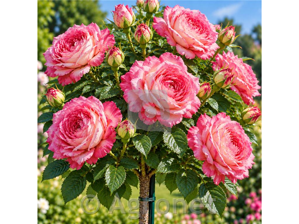 Vrtnica stebelna 'Mariatheresia'