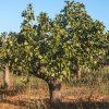 Pistacia vera 'Peters' (moška sorta pistacije)